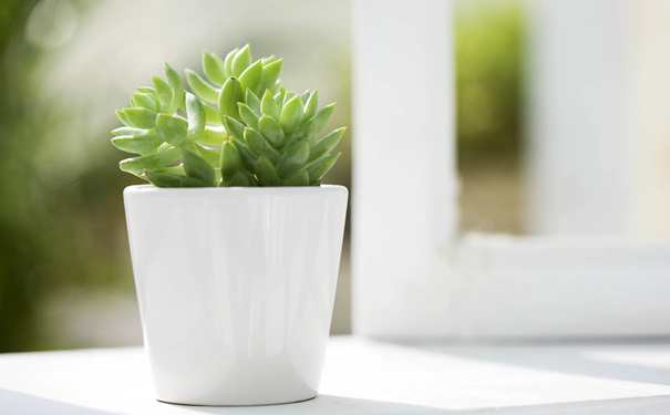 办公室植物虎尾兰